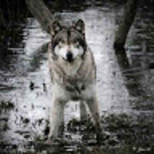 Meet your Posher, Tim